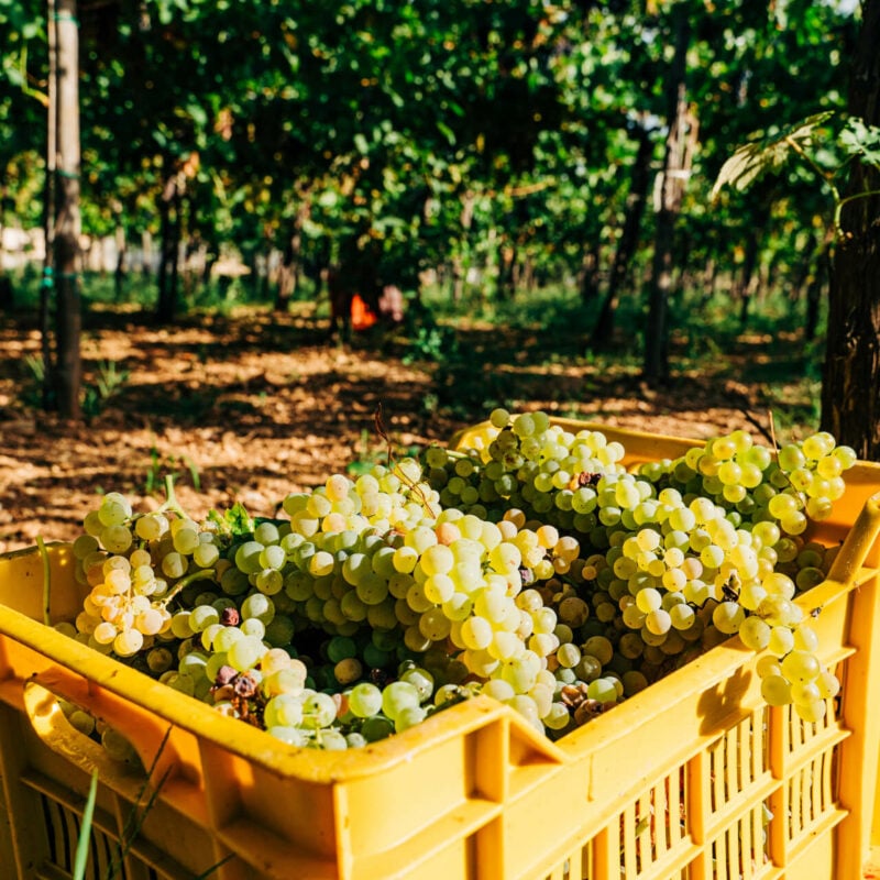 Amateurs de vin? Notre guide exclusif des meilleurs vins et vignobles