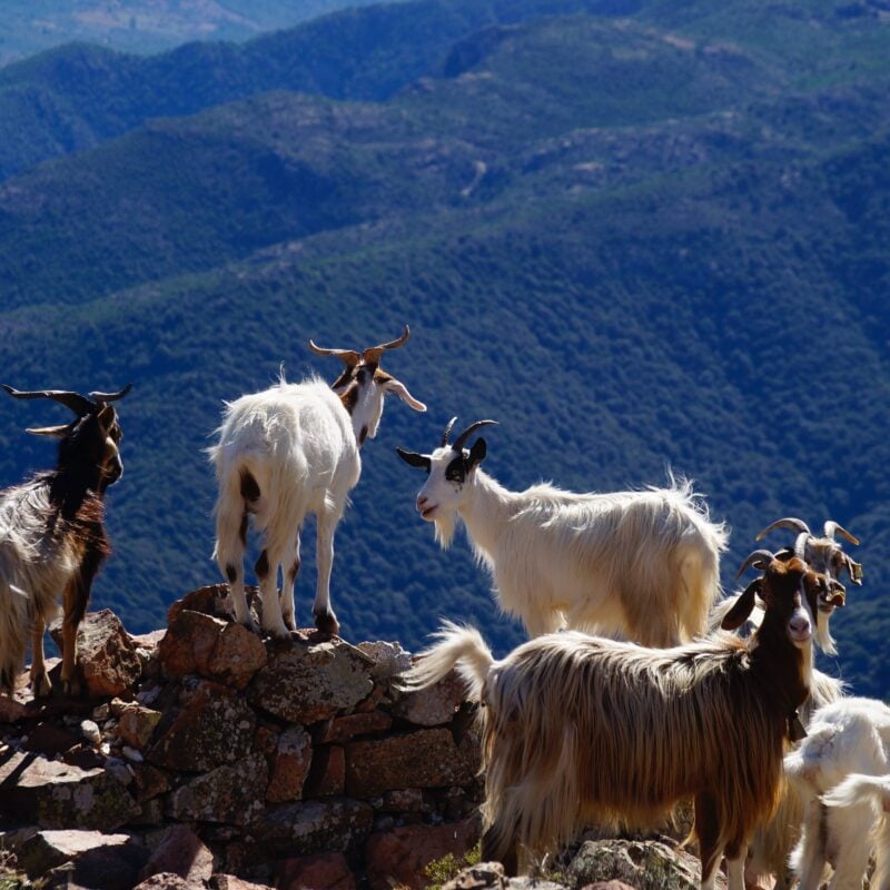 The South of Sardinia