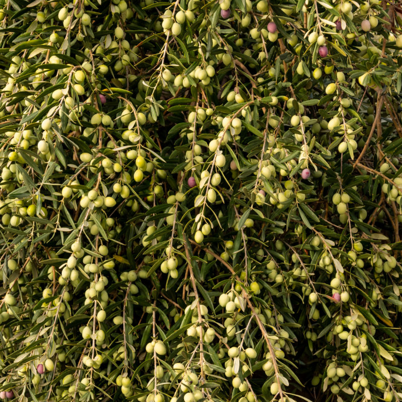 Planeta Estate and around